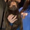 Chocolate lab mix puppy