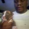American bullies ABKC Registered 