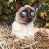 Siamese Litter to be expected 🐾❤️