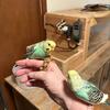Hand fed and tamed Parakeets (Budgies)