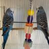 English budgie males