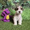 Miniature Schnauzer , CKC Registered puppy, ,puppy, for sale, puppy for sale for sale in md, mini,