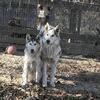 Siberian Huskies