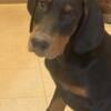 Akc Doberman pups ready now