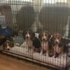 AKC Beagle puppies