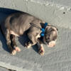 For sale blue nose pittbull