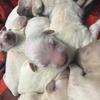 Golden retriever puppies