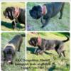 AKC black youngster Neapolitan Mastiff