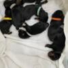 Rottweiler puppies AKC