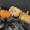 Registered American Mini Pigs