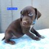 AKC German Shorthaired Pointer puppies