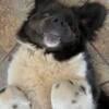 Newfoundland puppies