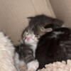 Siberian kittens for sale 