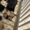 SHITZU TOY MANCHESTER PUPPY!! PALM BEACH COUNTY