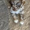 Adorable Red Merle Aussiedoodle Puppy