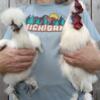 10 month old Silkies (white) Male and Females