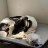 CO Springs - 11 month old Akita Pup Available For Adoption