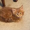 Maine Coon Male RED, 8  weeks old