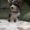 Yorkshire Terrier Puppy, Male