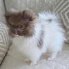 PUPPY POMERANIAN