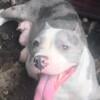 American Bully Merle adult female