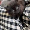 Long hair Dark chocolate rare cat Scottish fold 6 weeks old