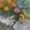 Minature Goldendoodle Puppies