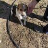 Adult beagle female