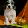 Beautiful AKC Standard Poodle puppies