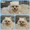 Male Pomeranian puppy