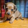 Dachshund puppies ready end of July