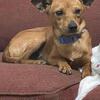 Male chiweenie