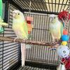 Proven Breeding Pair of Mooncheek and Mint Green Cheek Conures