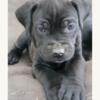 Black Cane Corso Puppies ICCF register