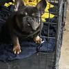 French bulldog pups for sale