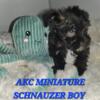 AKC MINIATURE SCHNAUZER,  Camden Michigan beautiful AKC MINIATURE SCHNAUZER PUPS 