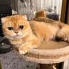 Persian male cat & scottish fold female