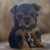 Female Yorkshire Terrier sold
