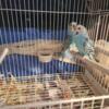 Blue Parakeets mated pair