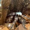 Mexican red knee tarantula for sale