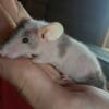 Rare sweet pet mice lost of rare colors 