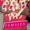 Tea cup Chihuahuas