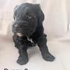 Black miniature Schnauzer male puppy
