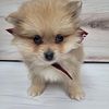 Pomeranian Puppies For Sale Brooklyn NY