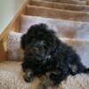 ShihPoo Toy Poodle & Shitzu Puppies for sale