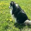 Expected Pomskies, July