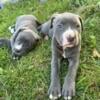 Blue Pit Puppies 