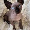 Sphynx Kittens TICA Breeding Rights Chicago IL