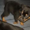 10 weeks old Rottweiler Puppies German and Serbian