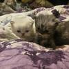 Persian Kittens RTG 8/28